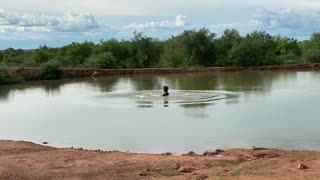 Hippo celebrates at the wateringhole...