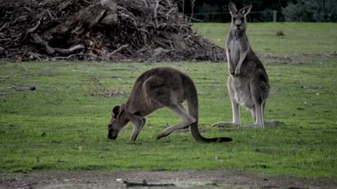 Slow Motion Footage Of A Pair of Kangaroos