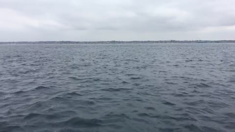 A close encounter with a superpod of dolphins