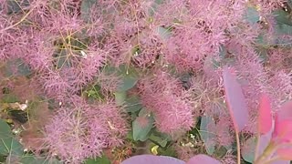 Smoke bush tree