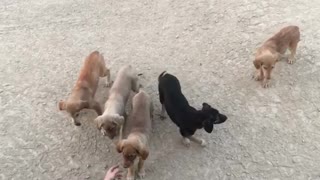 Pups of Afghanistan