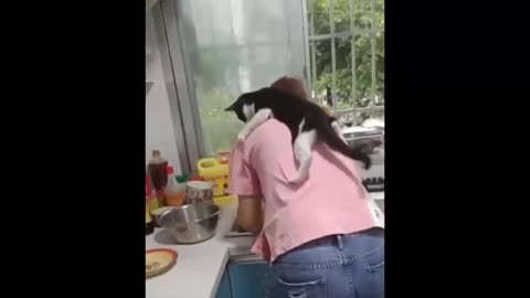 Funny cat, the owner's back is still comfortable