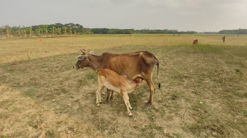 Cute and Funny Cow Calf Drinking Milk - Funny Calf Compilation 2022