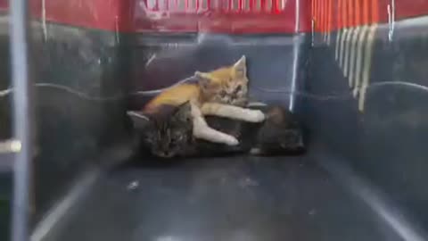 Two cats were saved