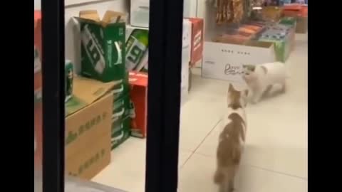 Sneaky cat is sneaky. Also a thief