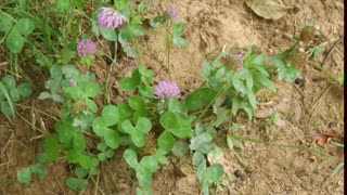 Trevo vermelho ( trifolium pratense ) serve para osteoporose e menopausa