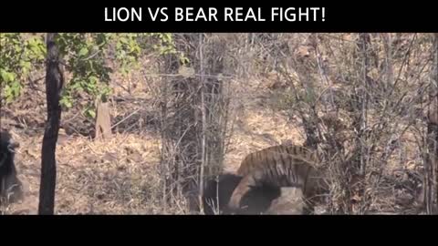 Lion vs Bear Real Fights video