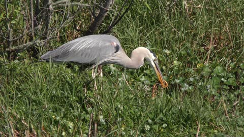 great blue heron downing a snake