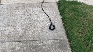 Puppy Picks Up Dropped Leash