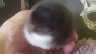 New baby chick
