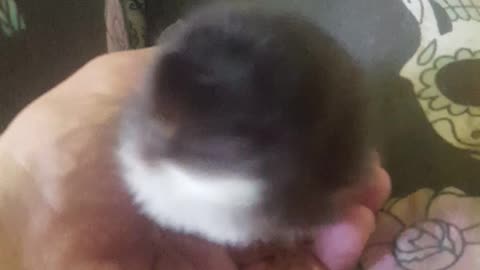 New baby chick