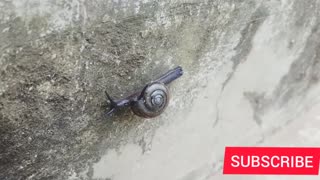My little snail friend