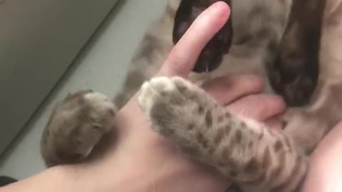 attack Bengal kitten