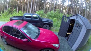 Bear Searches Shed for Snacks