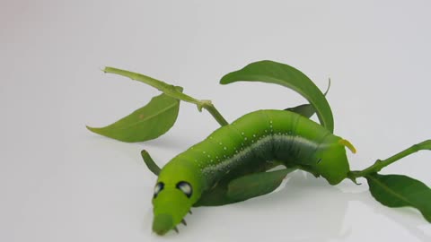 A Green Caterpillar