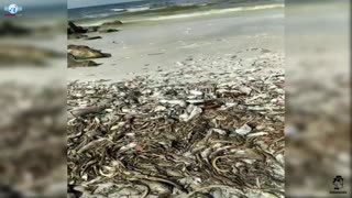 US beaches deal with red tide,Thousands of snakes and dead fish Off