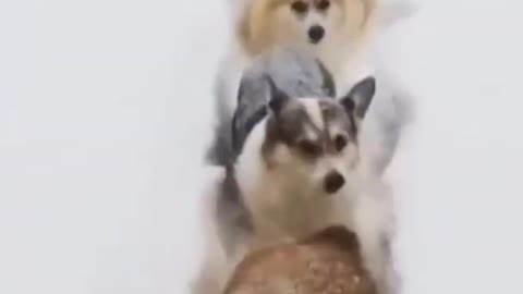 Smart Husky Dogs drilling through snow lined and disciplined