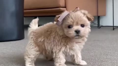 small puppy dog playing shy !!