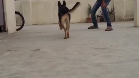 German shepherd training 💪 #germanshepherd #germanshepherdtraining #agressivedog