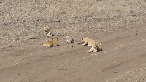Lion mom and cubs discover a toy dropped by a tourist in the park(camera bag)