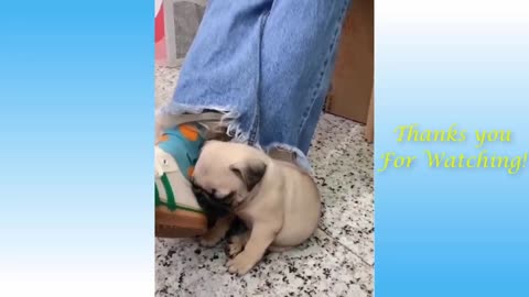 It is best funny video, Cute Pets And Funny Animals Compilation