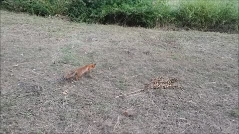 Mouse miraculously escapes jaws of death from fox