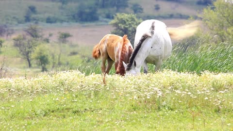 Horses are so Cute! Compilation cute moment #1