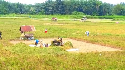 Rice Field View