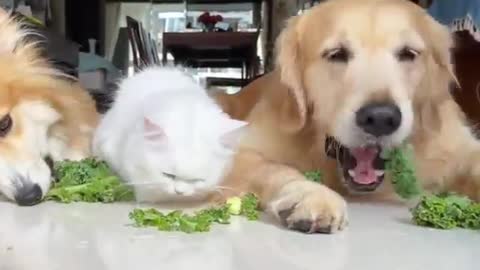 Cute baby Cat playing with cute dogs