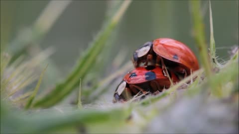 Ladybugs Making Love Seriously