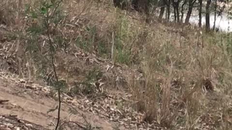 Overheated Baby Koala Cools off Amidst Heat Wave