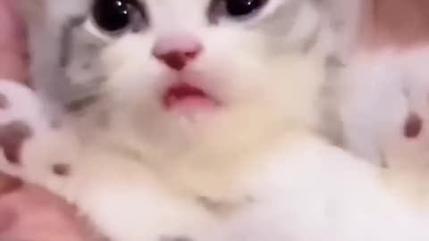 Cat videos cute cats kittens (720p)