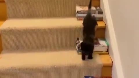 Amazing cat | They are too small for stairs