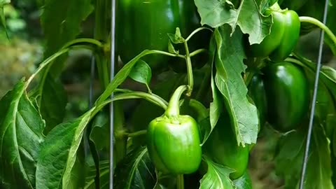 How to grow larger peppers