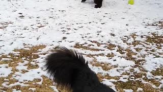 Gentle Newfoundland