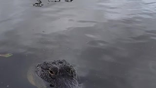 American Alligator in Everglades is Not Afraid