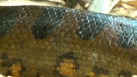 World's Longest Snake Found in Amazon River Giant Anaconda