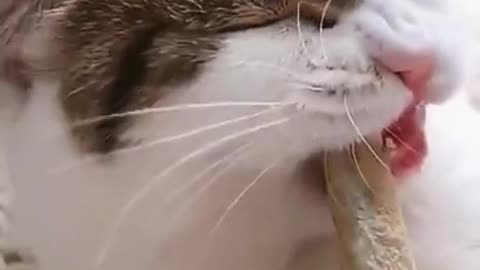 Cute Cat Eats a Hard Fish