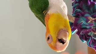Funny bird hanging upside-down