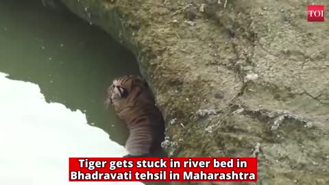 Tiger get stucked
