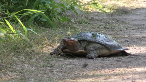 Florida Softshell Turtle walking