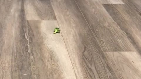 husky vs broccoli