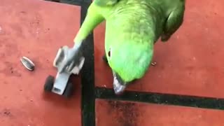 Roller Skating Parrot