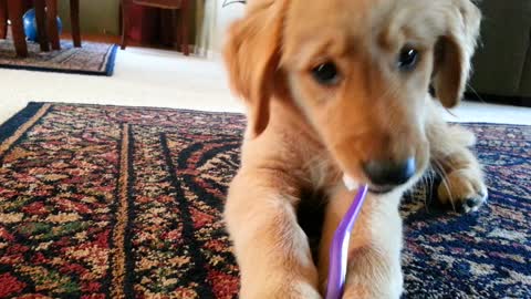 Golden Retriever puppy brushes her teeth