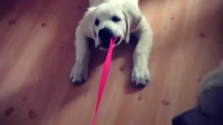 Stubborn puppy