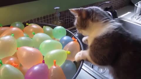 cat popping water balls