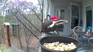Pileated woodpecker stands guard