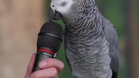 Fluently Talking Parrot