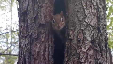 A Friendly Chipmunk