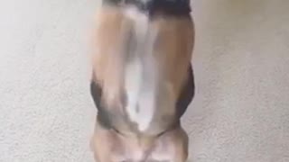 New trick beagle begs for treats